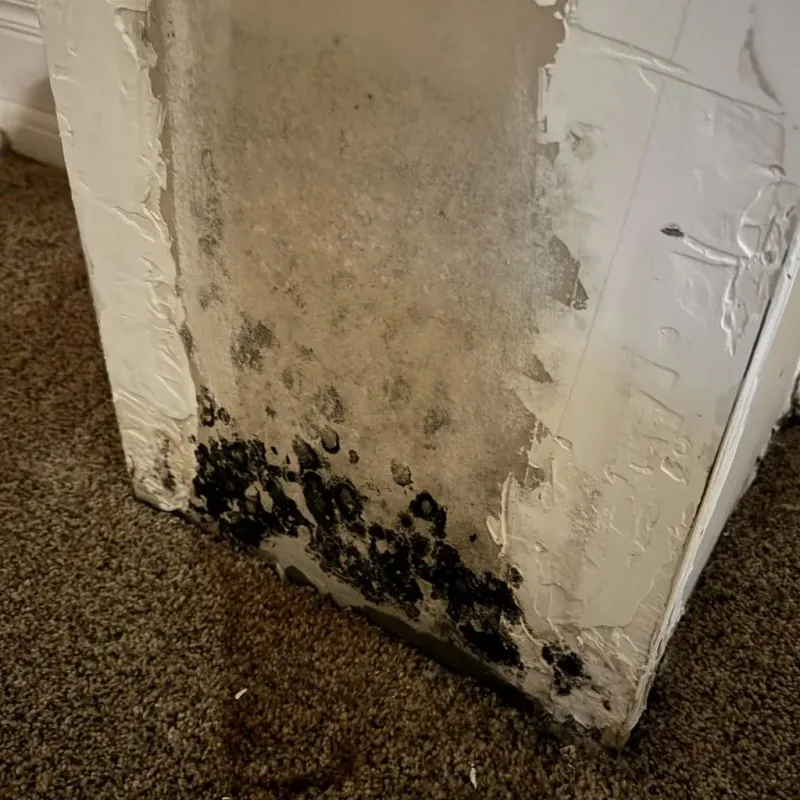 Professional Mold Removal in Rome, IL